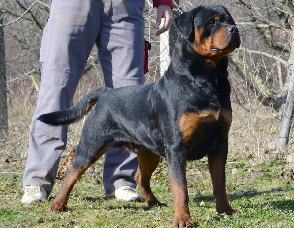 Stalter Rottweilers