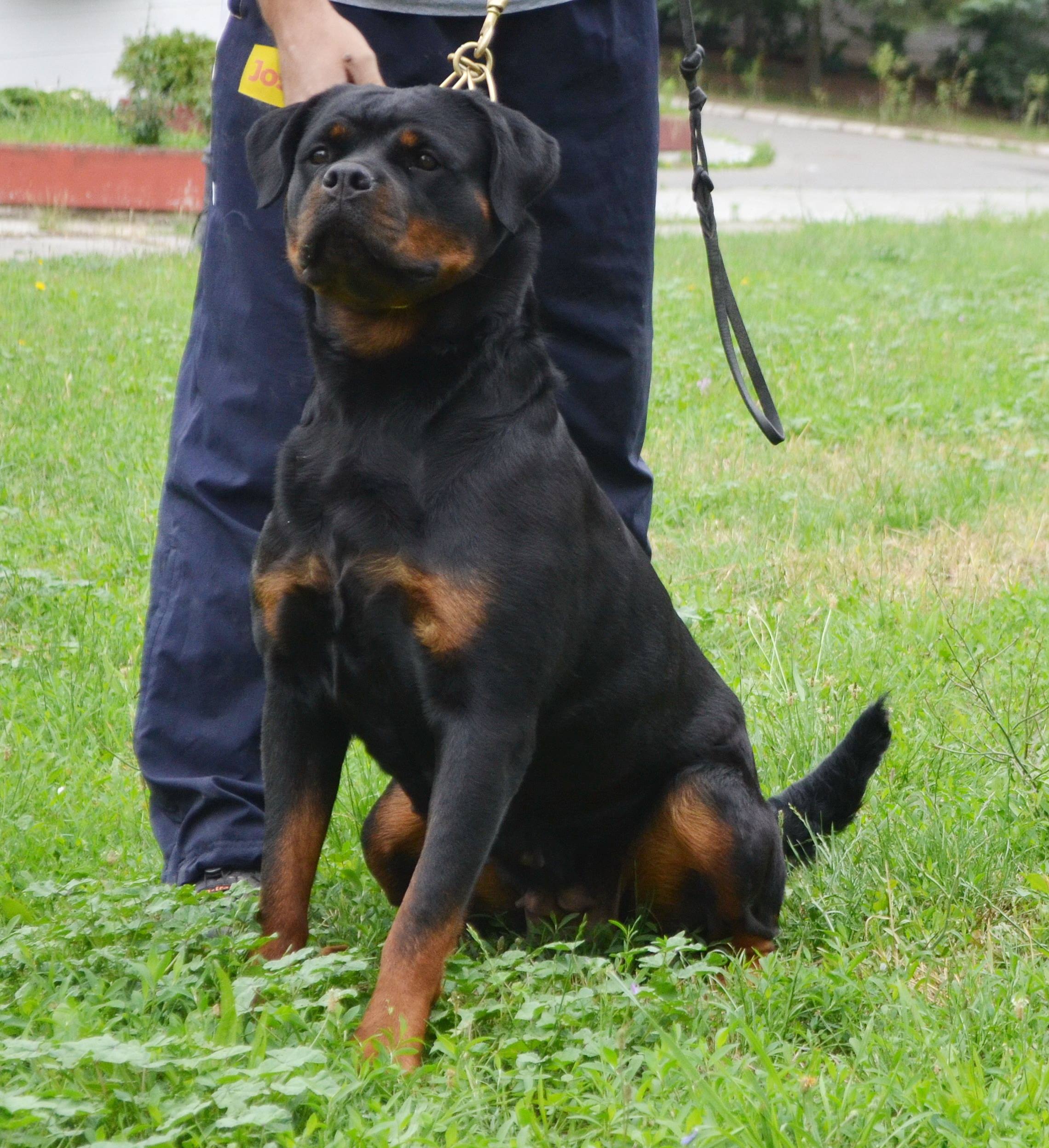 Candy’s Photos – Stalter Rottweilers