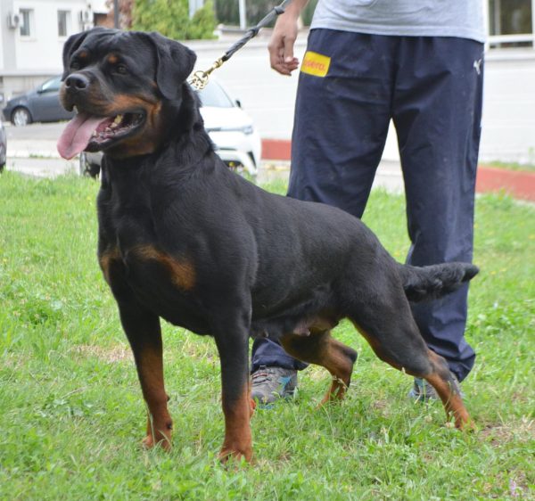 Stalter rottweilers hot sale