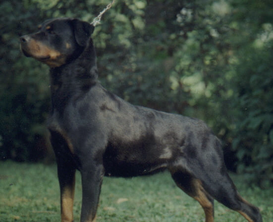 My 1st ADRK Rottweiler Asta vom Talblick, personal protection trained.