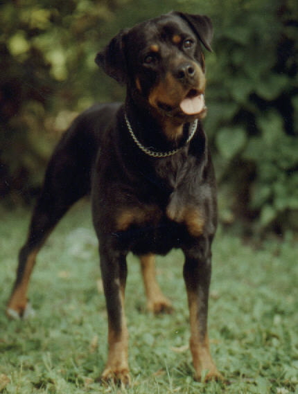 Stalter's Isis, CD, BH HCT, my 1st Rott.