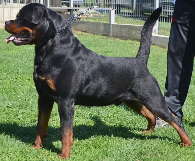 Sieger best sale show rottweiler